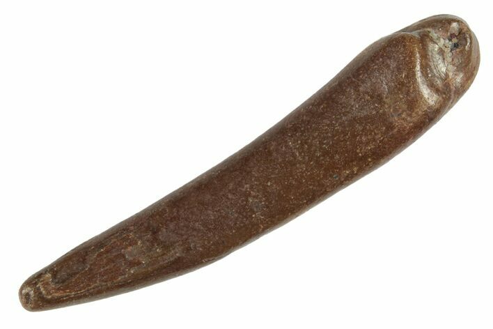 Fossil Pterosaur (Siroccopteryx) Tooth - Morocco #235008